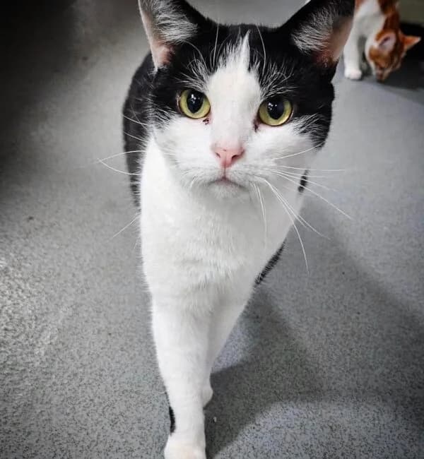 Phil, male Mixed Breed for adoption at Farplace Animal Rescue