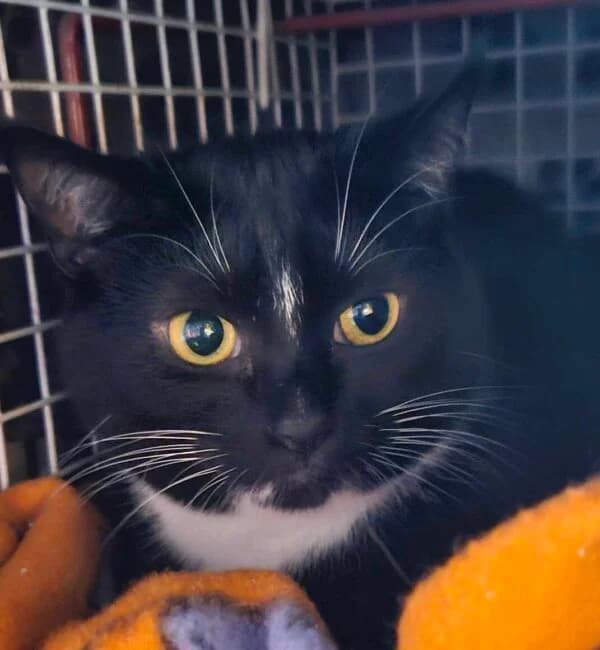Rosie, female 3yo Mixed Breed for adoption at Farplace Animal Rescue