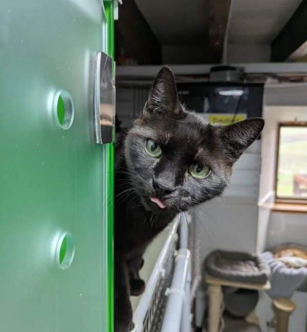 Storm, male senior Mixed Breed for adoption at Farplace Animal Rescue