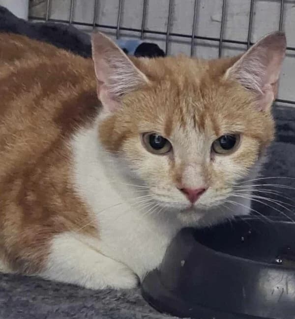 Tiddles, female young Mixed Breed for adoption at Farplace Animal Rescue