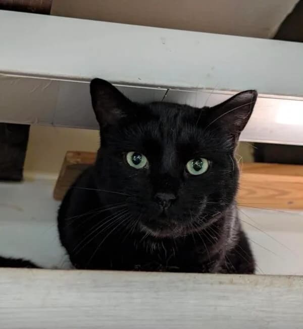 Toby, male 3yo Mixed Breed for adoption at Farplace Animal Rescue