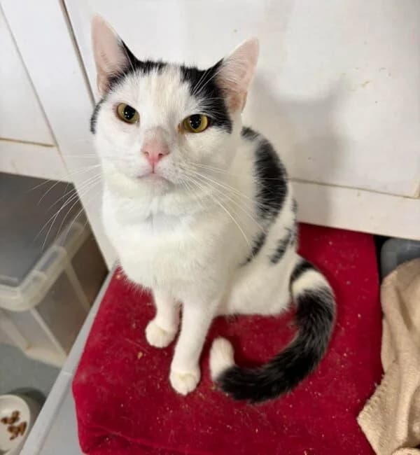Tux, male Mixed Breed for adoption at Farplace Animal Rescue
