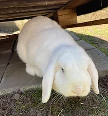 PERIWINKLE, Mixed Breed for adoption at Fat Fluffs Rabbit Rescue