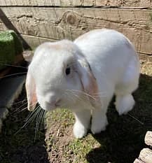 BENEDICT, Mixed Breed for adoption at Fat Fluffs Rabbit Rescue