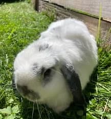 HALL, Mixed Breed for adoption at Fat Fluffs Rabbit Rescue