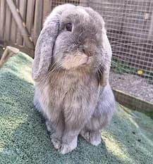 PERIWINKLE, Mixed Breed for adoption at Fat Fluffs Rabbit Rescue