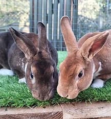 COLUMBO, Mixed Breed for adoption at Fat Fluffs Rabbit Rescue