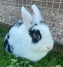 DAVID, Mixed Breed for adoption at Fat Fluffs Rabbit Rescue