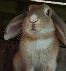 ERIC, Mixed Breed for adoption at Fat Fluffs Rabbit Rescue
