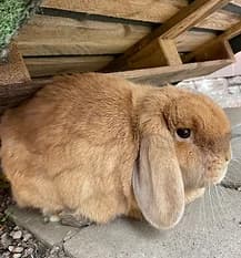 MUFASA, Mixed Breed for adoption at Fat Fluffs Rabbit Rescue