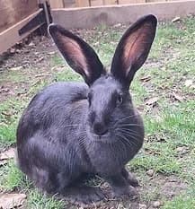 KIDA, Mixed Breed for adoption at Fat Fluffs Rabbit Rescue