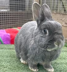 MATLOCK, Mixed Breed for adoption at Fat Fluffs Rabbit Rescue