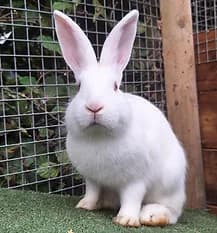 NICO, Mixed Breed for adoption at Fat Fluffs Rabbit Rescue
