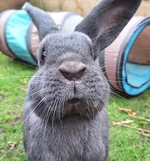 NICO, Mixed Breed for adoption at Fat Fluffs Rabbit Rescue