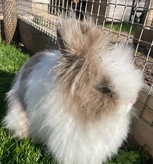 NOELLE, Mixed Breed for adoption at Fat Fluffs Rabbit Rescue
