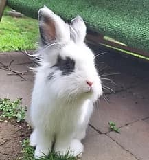 OATS, Mixed Breed for adoption at Fat Fluffs Rabbit Rescue
