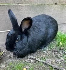 HALL, Mixed Breed for adoption at Fat Fluffs Rabbit Rescue