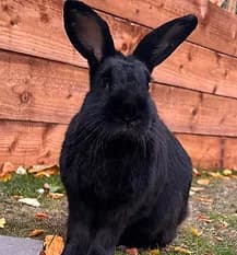 ON HOLD, Mixed Breed for adoption at Fat Fluffs Rabbit Rescue