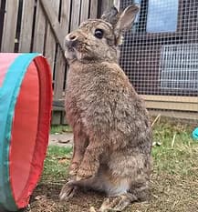 PERIWINKLE, Mixed Breed for adoption at Fat Fluffs Rabbit Rescue