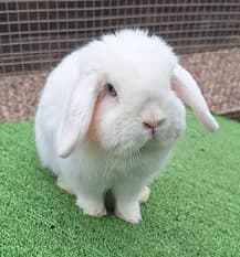 QUILLA, Mixed Breed for adoption at Fat Fluffs Rabbit Rescue