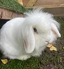 QUILLA, Mixed Breed for adoption at Fat Fluffs Rabbit Rescue
