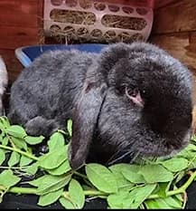 STARFIRE, Mixed Breed for adoption at Fat Fluffs Rabbit Rescue