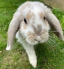 WIGAN, Mixed Breed for adoption at Fat Fluffs Rabbit Rescue