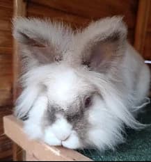 CHUCK, Mixed Breed for adoption at Fat Fluffs Rabbit Rescue