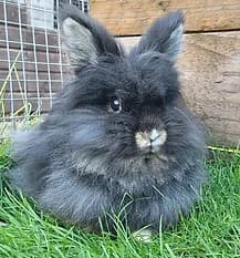 VESPER, Mixed Breed for adoption at Fat Fluffs Rabbit Rescue