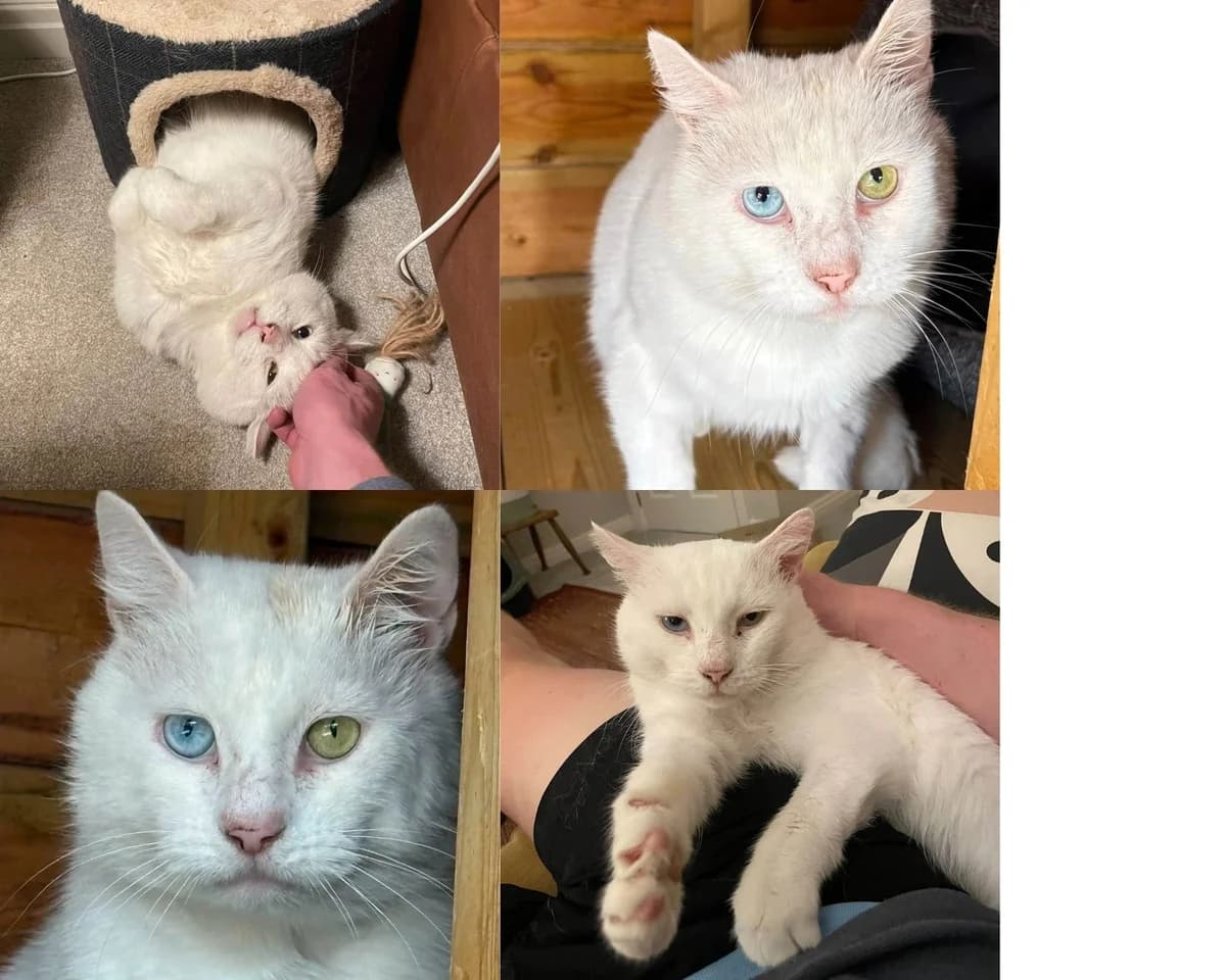 ALEXANDER, male senior Mixed Breed for adoption at Feline and Wildlife Rescue Nottingham