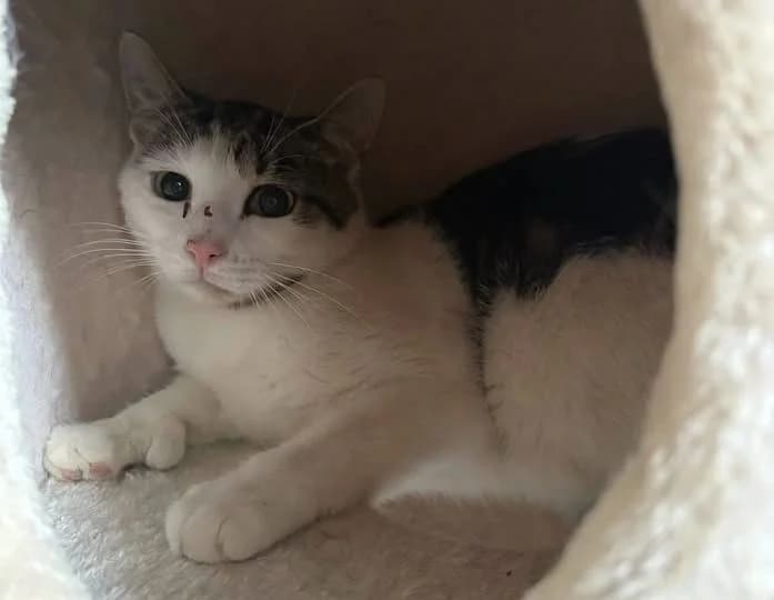 ELI, male Mixed Breed for adoption at Feline and Wildlife Rescue Nottingham