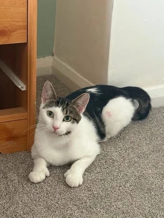 ELI, male Mixed Breed for adoption at Feline and Wildlife Rescue Nottingham