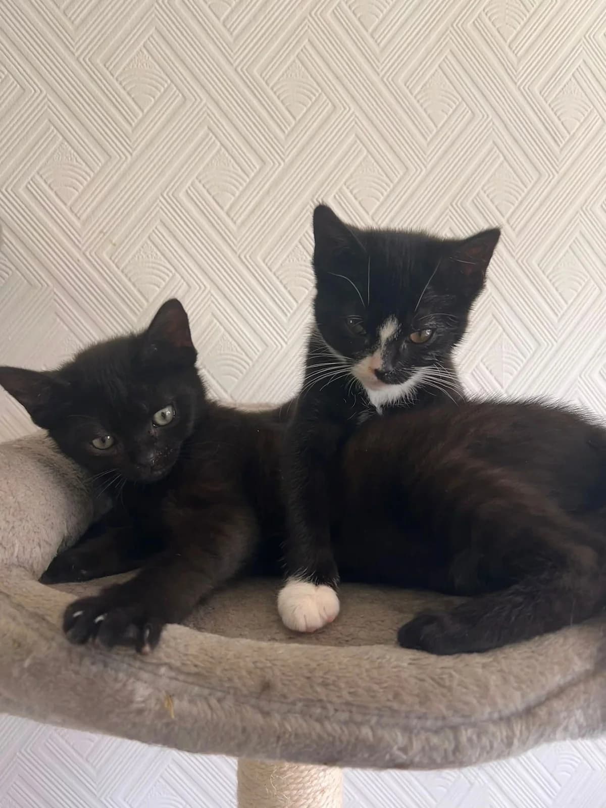 KEITH & KYLIE, male puppy Mixed Breed for adoption at Feline and Wildlife Rescue Nottingham