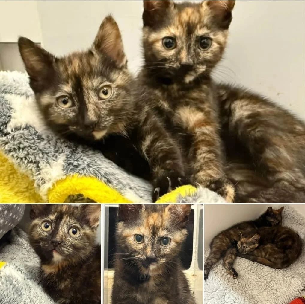 MAPLE & PECAN, Mixed Breed for adoption at Feline and Wildlife Rescue Nottingham