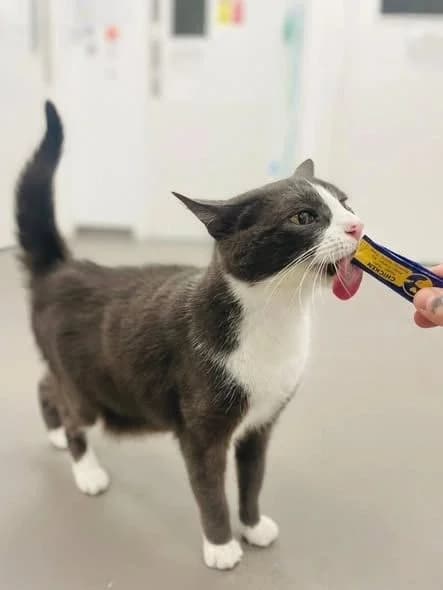 NALA, female senior Mixed Breed for adoption at Feline and Wildlife Rescue Nottingham