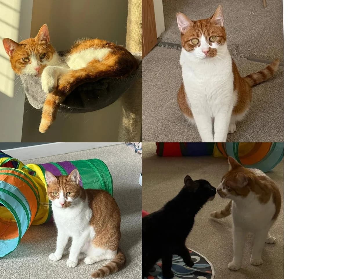 NEVILLE, male Mixed Breed for adoption at Feline and Wildlife Rescue Nottingham