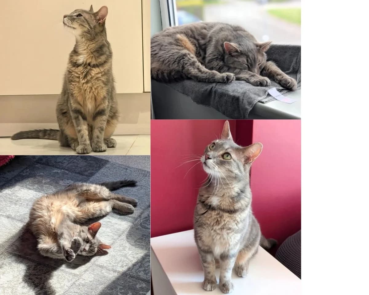 TAIO, senior Mixed Breed for adoption at Feline and Wildlife Rescue Nottingham