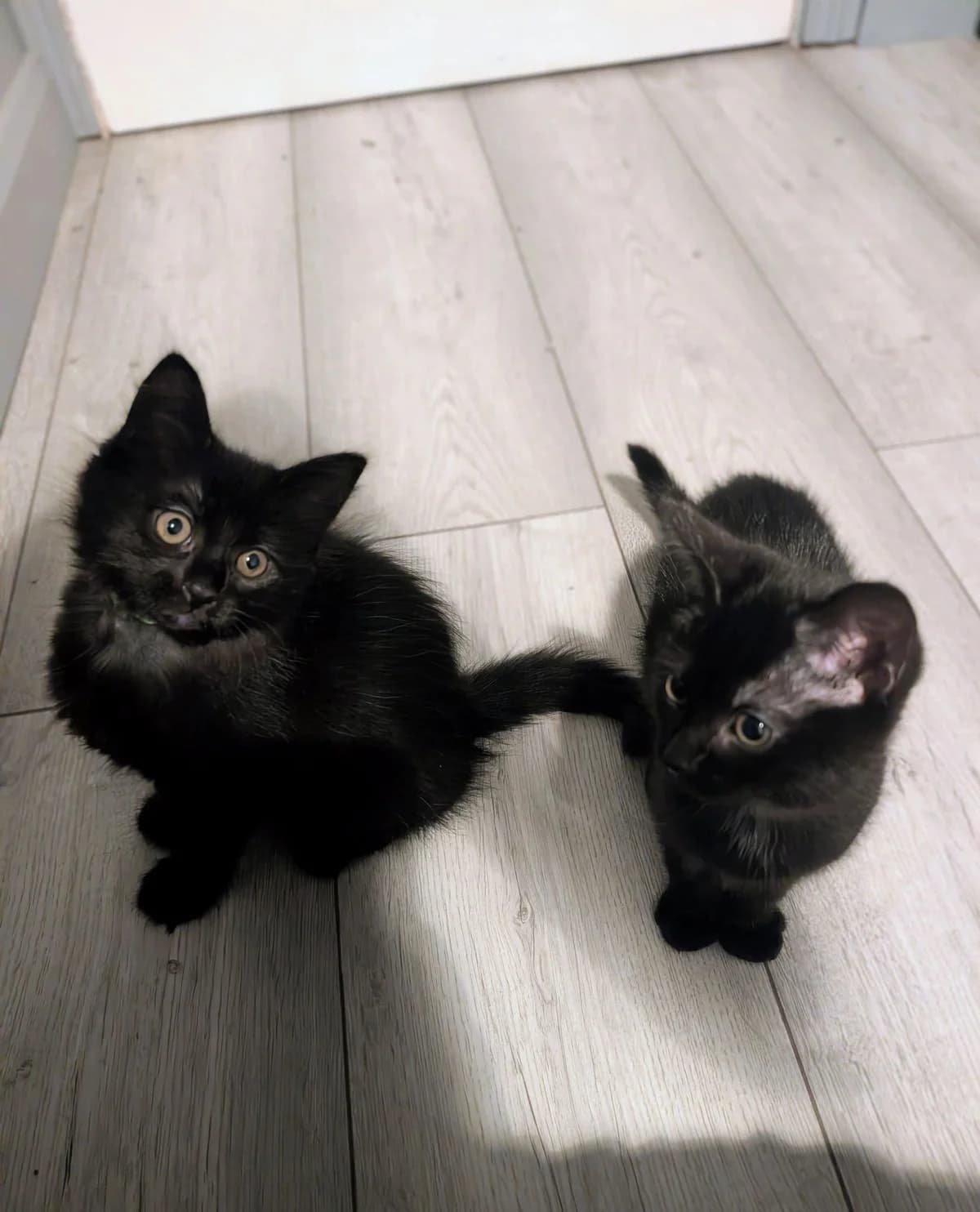 WEDNESDAY & MORTICIA, Mixed Breed for adoption at Feline and Wildlife Rescue Nottingham