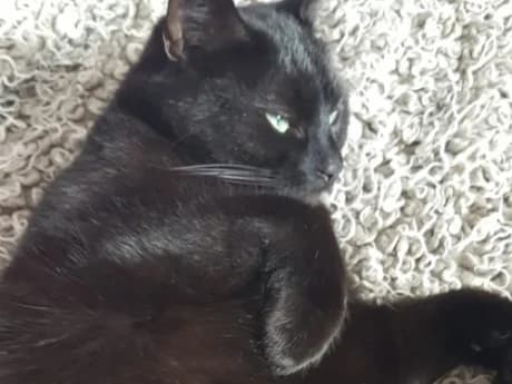 Shadow, female 5yo Mixed Breed for adoption at Feline Friends