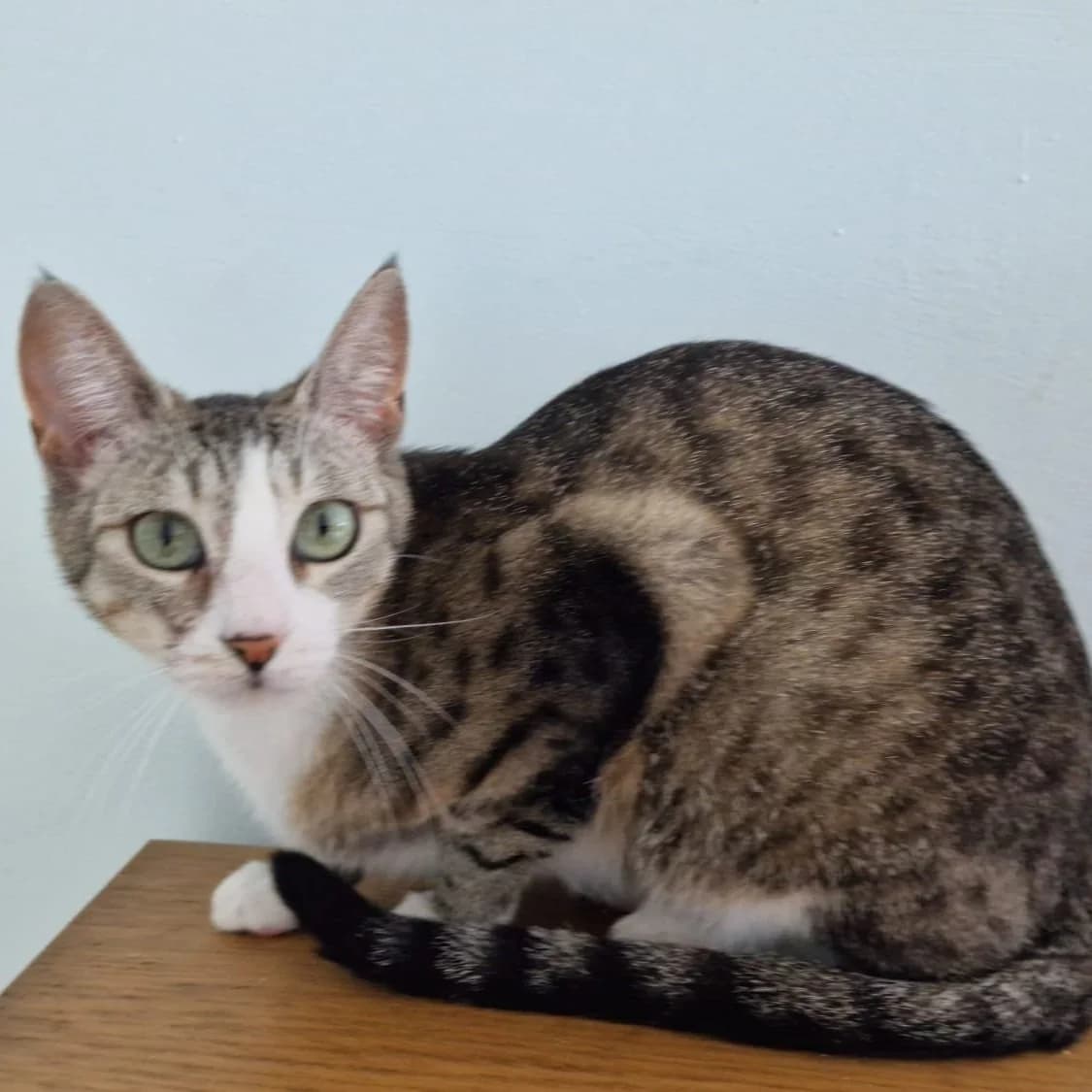 Trio and Gizmo, female 5yo Mixed Breed for adoption at Feline Friends London