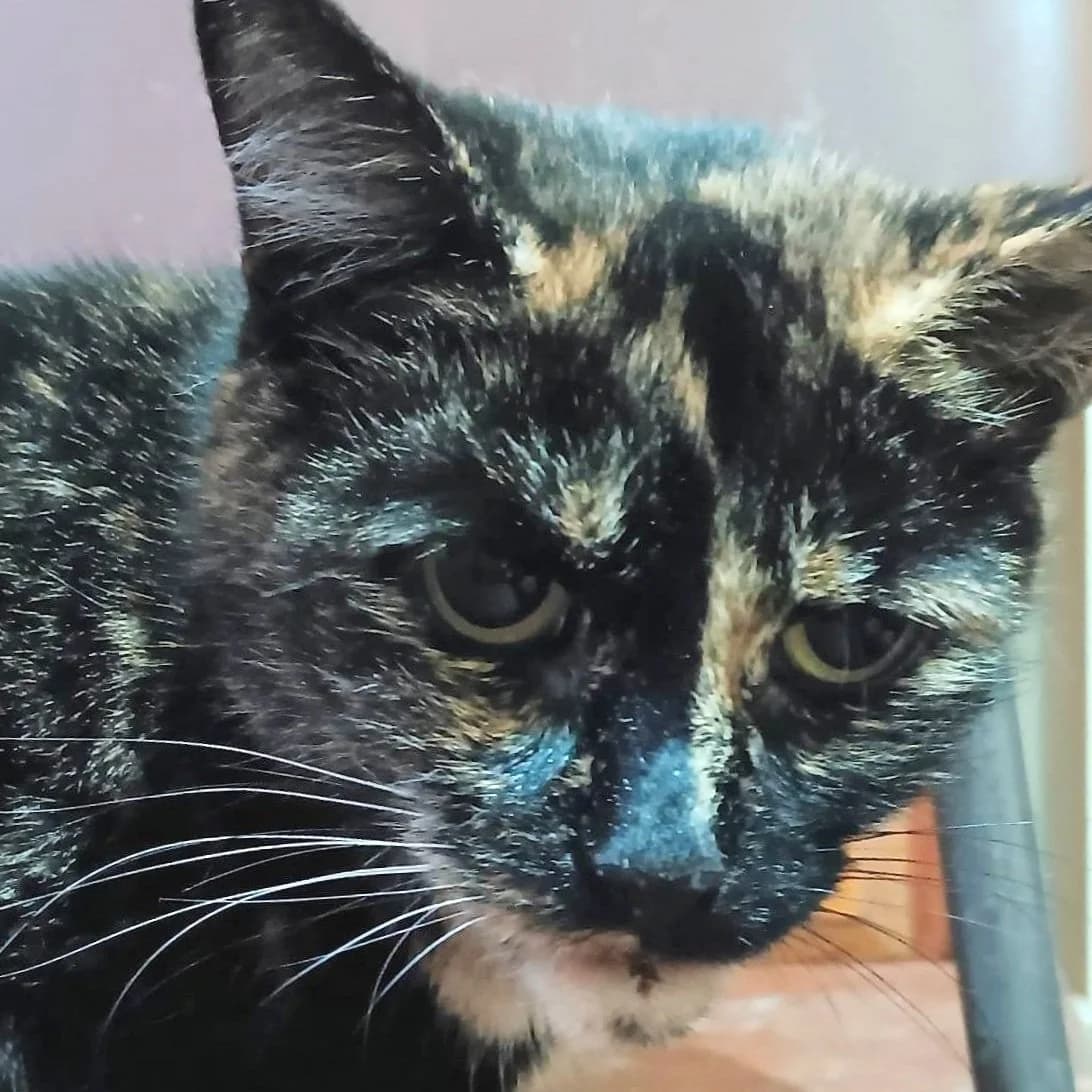 Lola and Mia, female senior Mixed Breed for adoption at Feline Friends London