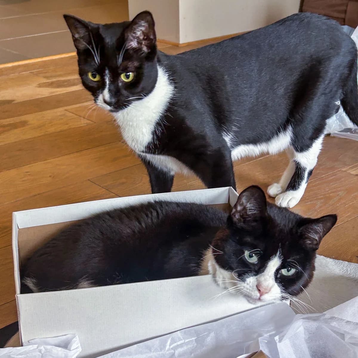 Polly and Slinky, female 3yo Mixed Breed for adoption at Feline Friends London
