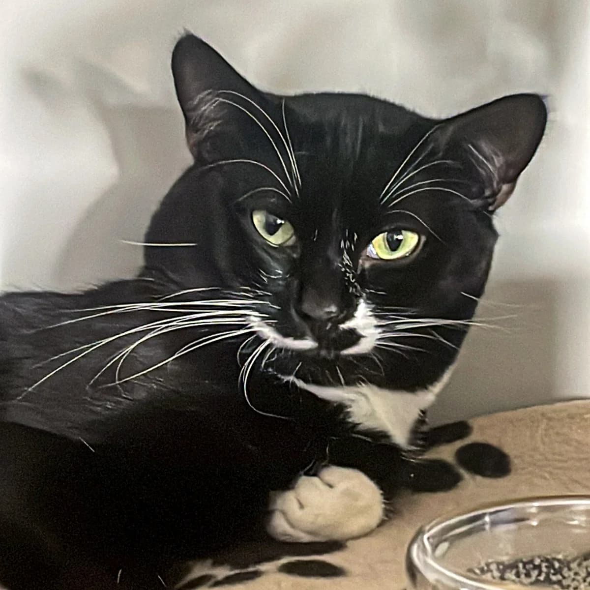 Zen, male 5yo Mixed Breed for adoption at Feline Friends London