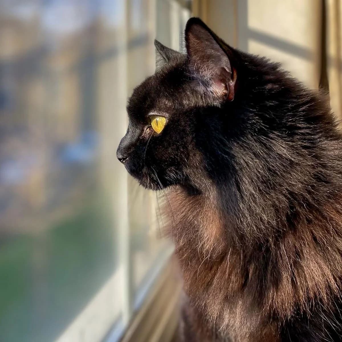 Zebedee, male senior Mixed Breed for adoption at Feline Friends London