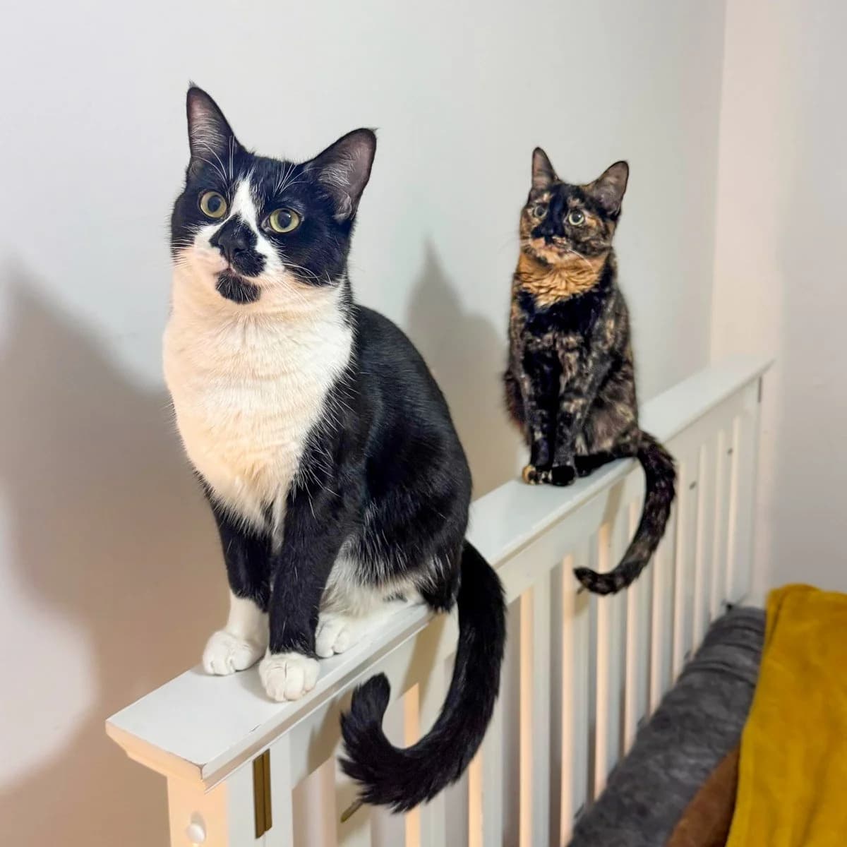 Bamm-Bamm and Pebbles, male young Mixed Breed for adoption at Feline Friends London