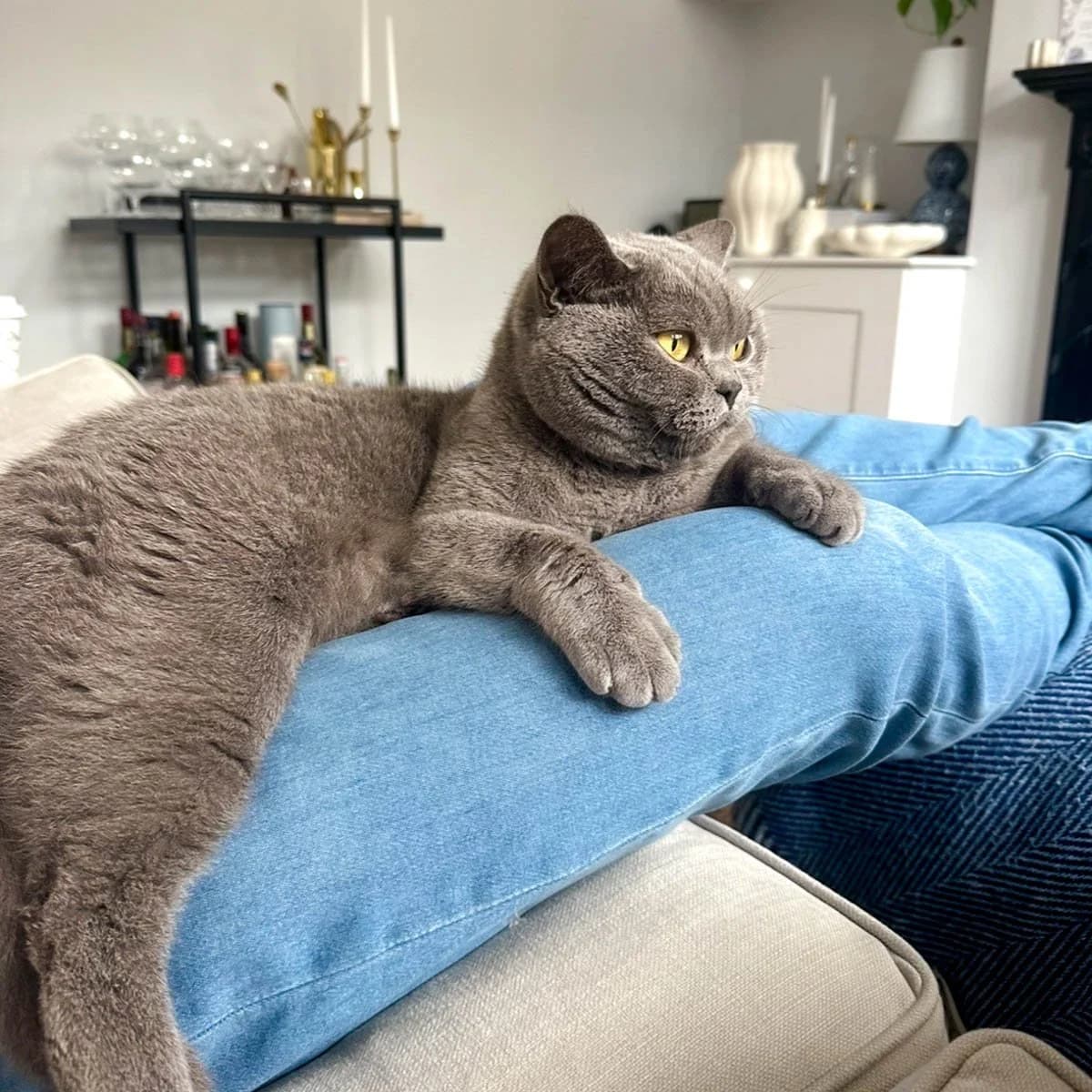 Sapphie, male 6yo Mixed Breed for adoption at Feline Friends London
