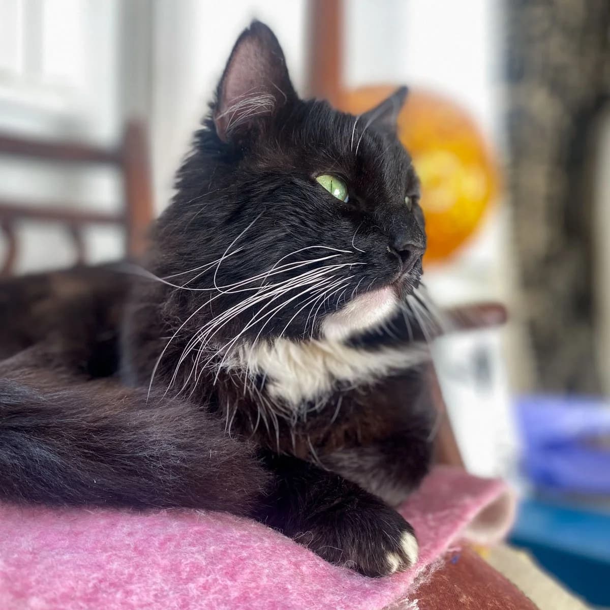 Blackie 4, male young Mixed Breed for adoption at Feline Friends London