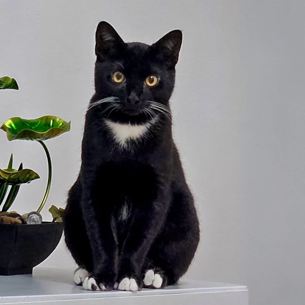 Zeytin 2, male young Mixed Breed for adoption at Feline Friends London