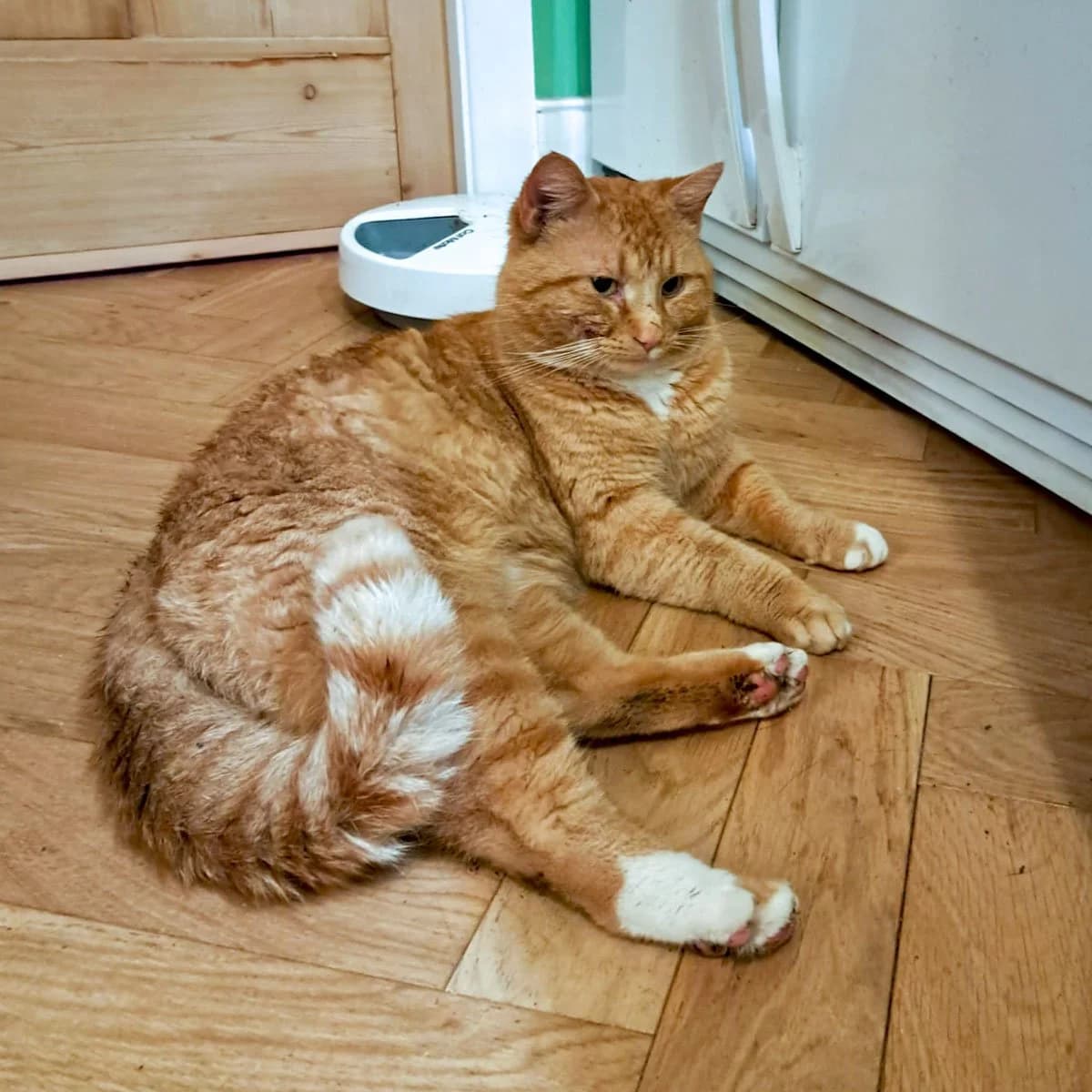 Jellybean, male 4yo Mixed Breed for adoption at Feline Friends London
