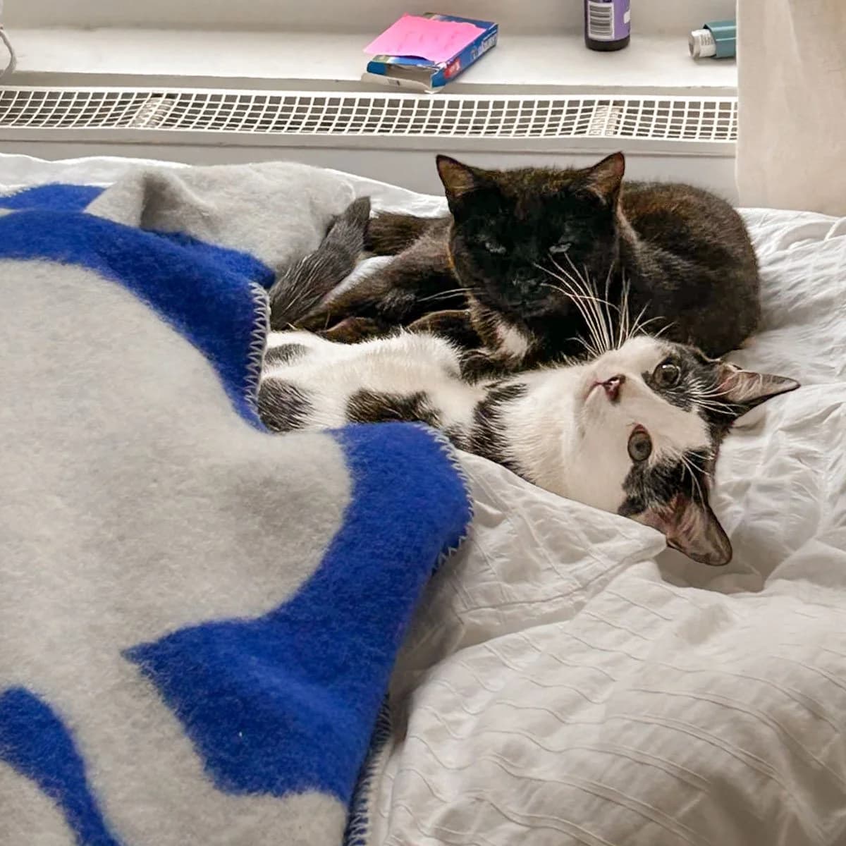 Honey and Olive, female young Mixed Breed for adoption at Feline Friends London